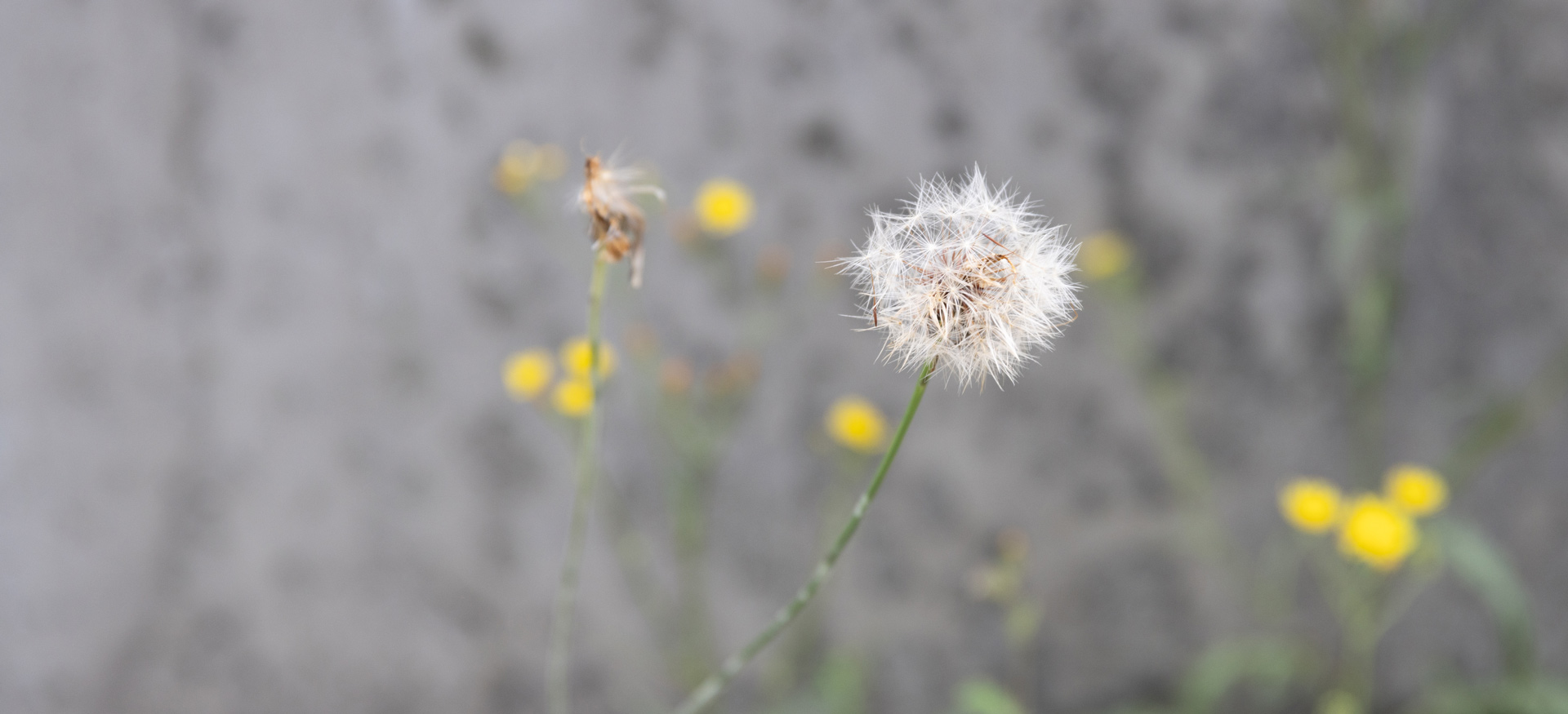 cmt-slider-flower